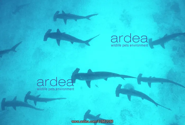 : Scalloped Hammerhead Shark : Scalloped Hammerhead Shark