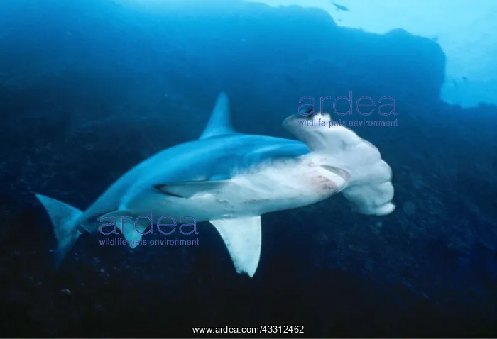 : Scalloped HAMMERHEAD SHARK : Scalloped HAMMERHEAD SHARK