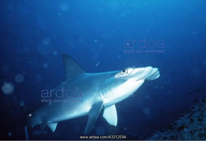 : Scalloped Hammerhead Shark : Scalloped Hammerhead Shark