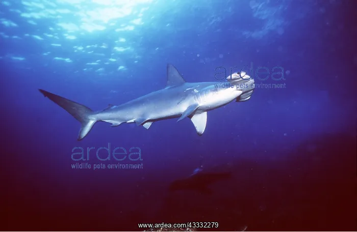 : SCALLOPED HAMMERHEAD SHARK : SCALLOPED HAMMERHEAD SHARK