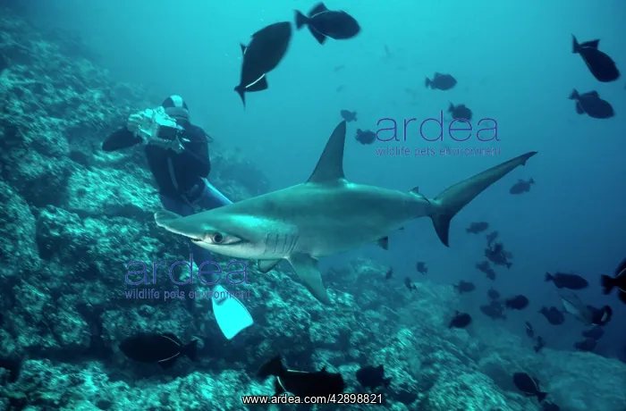 : Scalloped Hammerhead Shark - Cameraman films Hammerhead : Scalloped Hammerhead Shark - Cameraman films Hammerhead