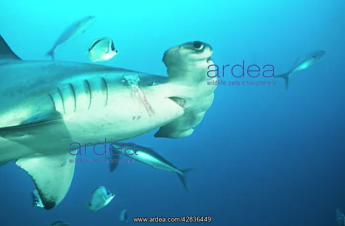 : Scalloped Hammerhead SHARK - close-up of head to : Scalloped Hammerhead SHARK - close-up of head to