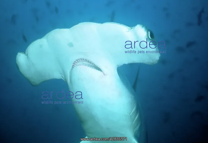 : Scalloped Hammerhead SHARK - close-up of head : Scalloped Hammerhead SHARK - close-up of head