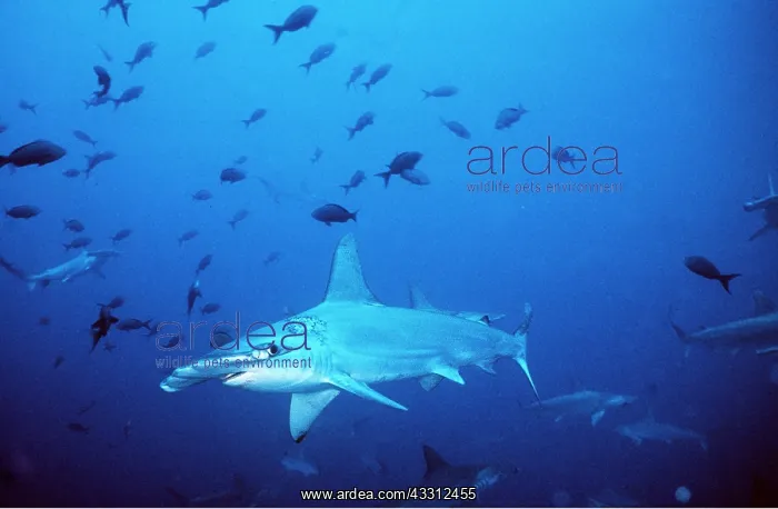 : Scalloped Hammerhead Shark - Amongst other fish : Scalloped Hammerhead Shark - Amongst other fish