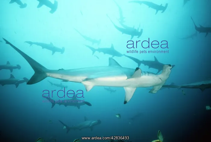 : Scalloped Hammerhead SHARK - full-length, in group / school : Scalloped Hammerhead SHARK - full-length, in group / school