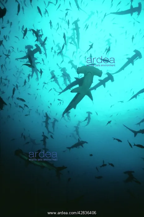 : Scalloped Hammerhead SHARK - group / school : Scalloped Hammerhead SHARK - group / school