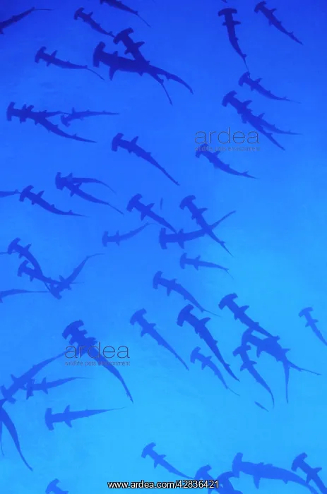 : Scalloped Hammerhead SHARK - group / school : Scalloped Hammerhead SHARK - group / school
