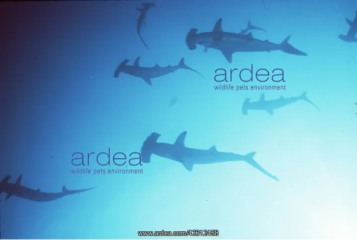 : Scalloped HAMMERHEAD SHARK - school : Scalloped HAMMERHEAD SHARK - school