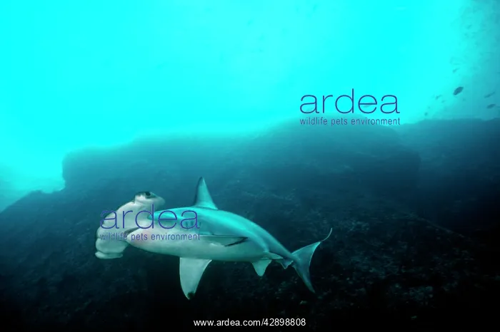: Scalloped Hammerhead Shark - This species found : Scalloped Hammerhead Shark - This species found