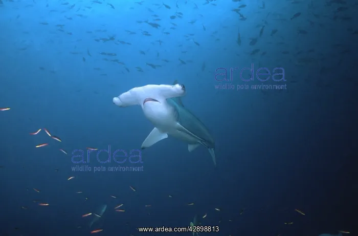 : Scalloped Hammerhead Shark - This species found : Scalloped Hammerhead Shark - This species found
