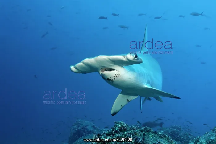 : Scalloped Hammerhead Shark (Sphyrna lewini) swimming : Scalloped Hammerhead Shark (Sphyrna lewini) swimming