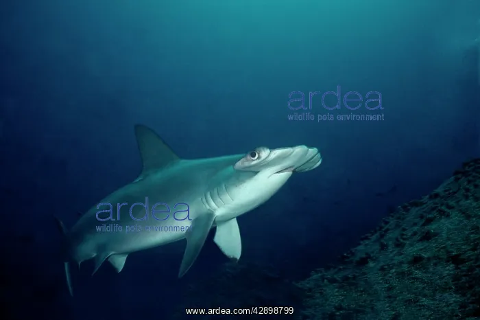 : Scalloped Hammerhead - Shark ventures close to : Scalloped Hammerhead - Shark ventures close to