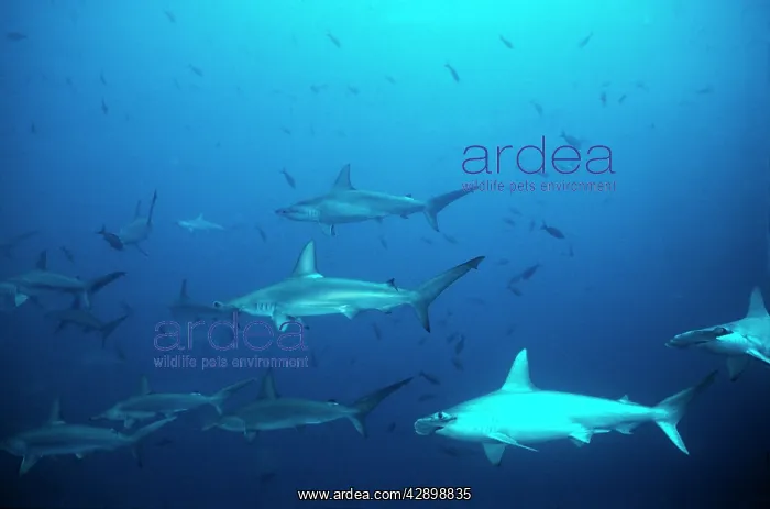 : Scalloped Hammerhead Sharks - An amazing sight : Scalloped Hammerhead Sharks - An amazing sight
