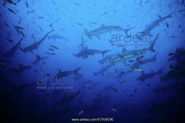 : Scalloped Hammerhead Sharks - Endangered IUCN Darwin island : Scalloped Hammerhead Sharks - Endangered IUCN Darwin island