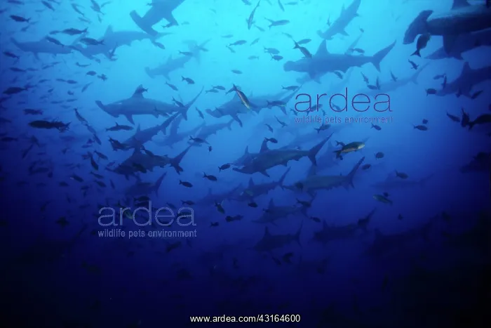 : Scalloped Hammerhead Sharks - Endangered IUCN Darwin island : Scalloped Hammerhead Sharks - Endangered IUCN Darwin island