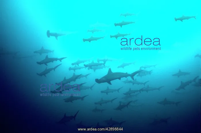 : Scalloped Hammerhead Sharks - Looking up to see : Scalloped Hammerhead Sharks - Looking up to see