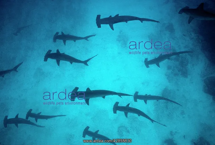 : Scalloped Hammerhead Sharks - These sharks congregate : Scalloped Hammerhead Sharks - These sharks congregate