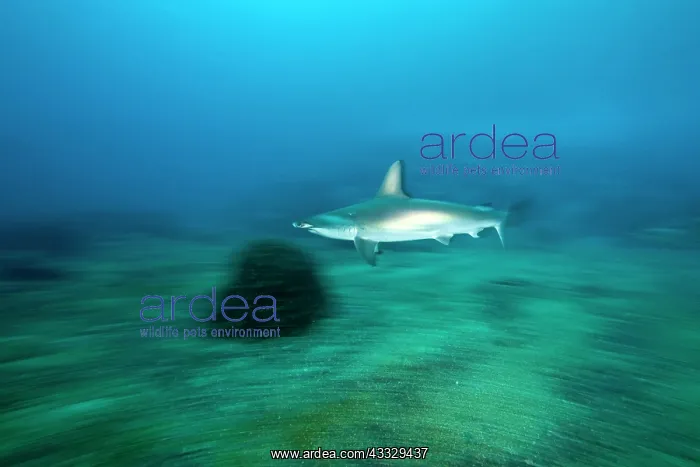 : Scalloped hammerhead sharks, Sphyrna lewini, Endangered, IUC : Scalloped hammerhead sharks, Sphyrna lewini, Endangered, IUC