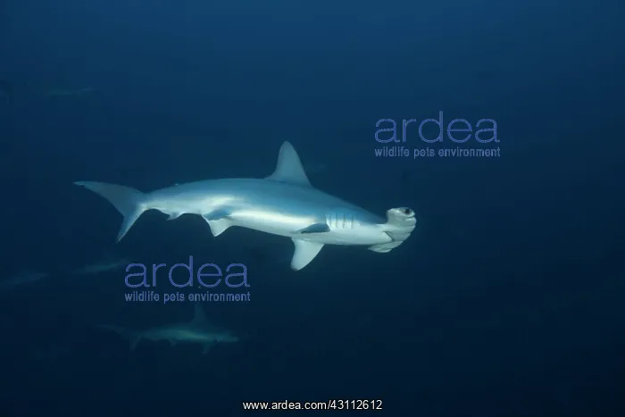 : Scalloped Hammerhead (Sphyrna lewini), Suakins archipelago : Scalloped Hammerhead (Sphyrna lewini), Suakins archipelago