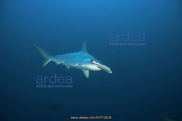 : Scalloped Hammerhead (Sphyrna lewini), Suakins archipelago : Scalloped Hammerhead (Sphyrna lewini), Suakins archipelago