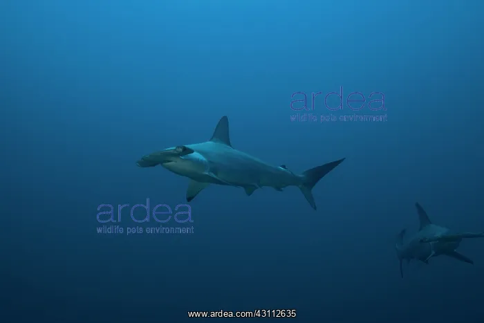 : Scalloped Hammerhead (Sphyrna lewini), Suakins archipelago : Scalloped Hammerhead (Sphyrna lewini), Suakins archipelago