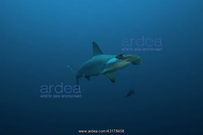 : Scalloped Hammerhead (Sphyrna lewini), Suakins archipelago : Scalloped Hammerhead (Sphyrna lewini), Suakins archipelago