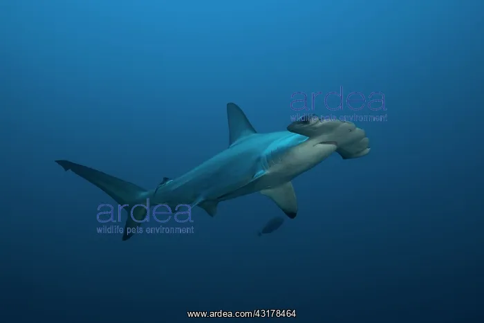  : Scalloped Hammerhead (Sphyrna lewini), Suakins archipelago