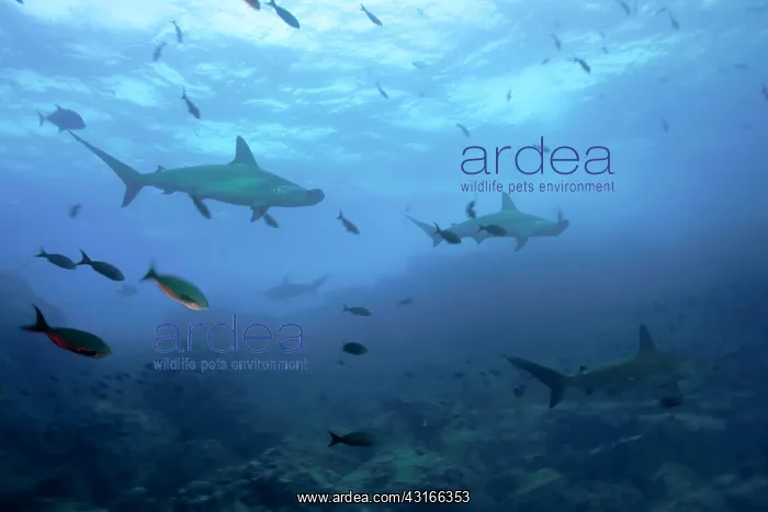 : Scalloped hammerhead Sphyrna lewini Endangered IUCN Darwin i : Scalloped hammerhead Sphyrna lewini Endangered IUCN Darwin i