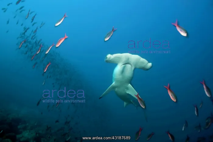  : Scalloped hammerhead Sphyrna lewini Endangered IUCN Darwin i