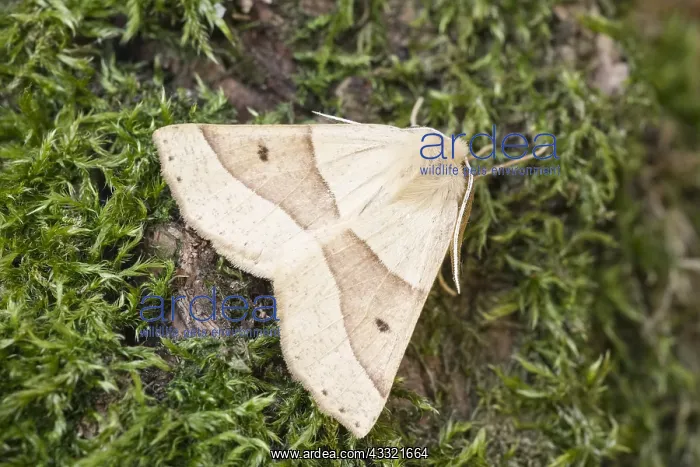  : Scalloped Oak Moth, Norfolk UK