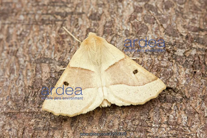 : Scalloped Oak Moth at rest : Scalloped Oak Moth at rest