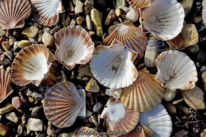 : Scallops. Brittany, France : Scallops. Brittany, France