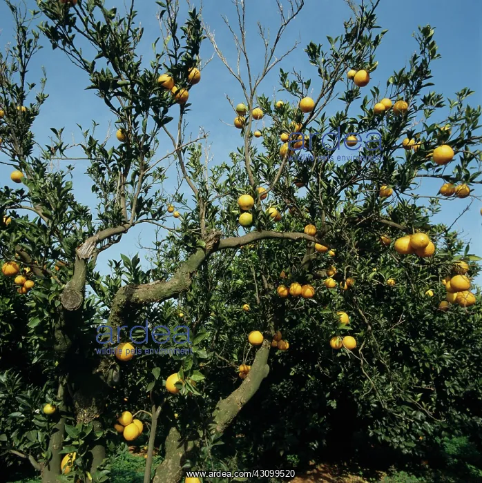  : Scaly bark (Citrus psorosis virus)