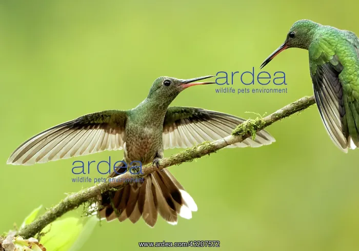 : Scaly-breasted Hummingbird (Phaeochroa cuvierii) : Scaly-breasted Hummingbird (Phaeochroa cuvierii)