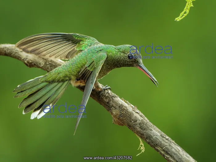 : Scaly-breasted Hummingbird (Phaeochroa cuvierii) : Scaly-breasted Hummingbird (Phaeochroa cuvierii)