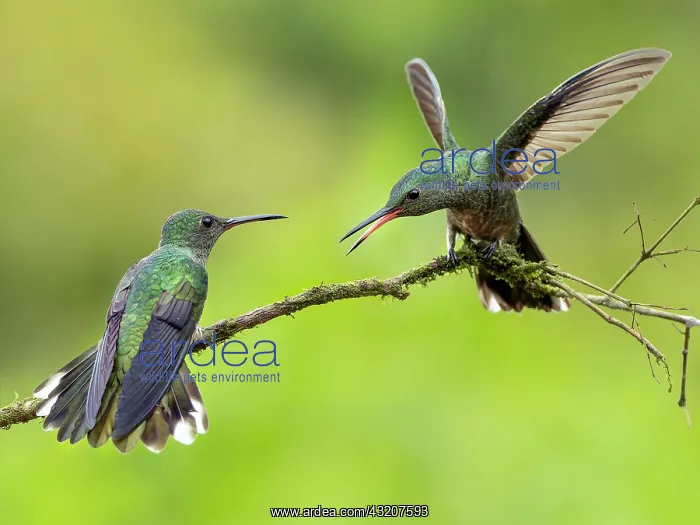 : Scaly-breasted Hummingbird (Phaeochroa cuvierii) : Scaly-breasted Hummingbird (Phaeochroa cuvierii)