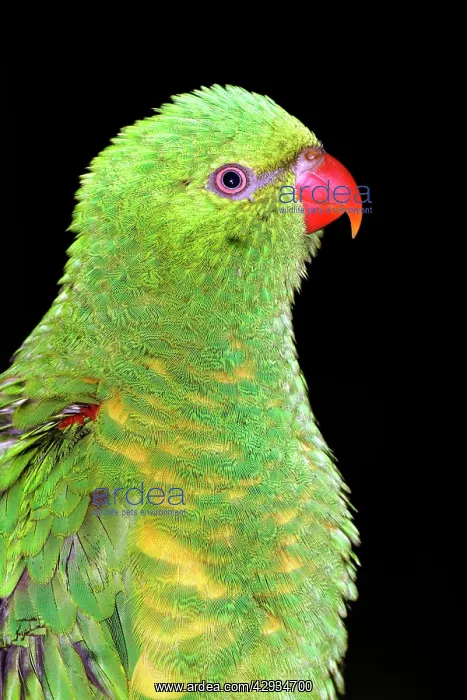 : Scaly-breasted lorikeet : Scaly-breasted lorikeet