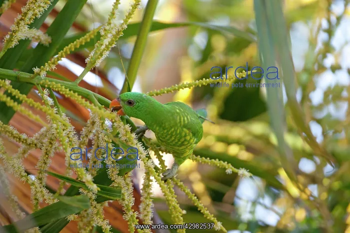 : Scaly-breasted Lorikeet : Scaly-breasted Lorikeet