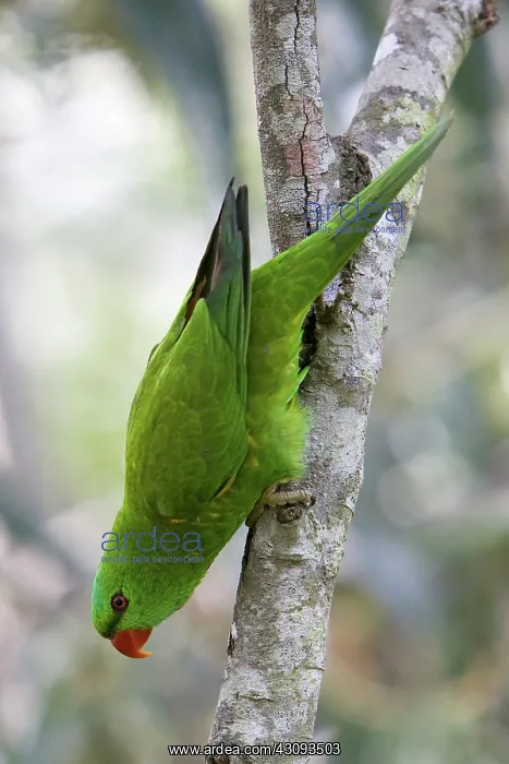 : Scaly-breasted Lorikeet : Scaly-breasted Lorikeet