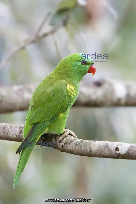 : Scaly-breasted Lorikeet : Scaly-breasted Lorikeet