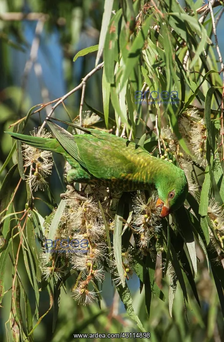 : Scaly-breasted Lorikeet : Scaly-breasted Lorikeet