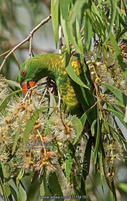  : Scaly-breasted Lorikeet