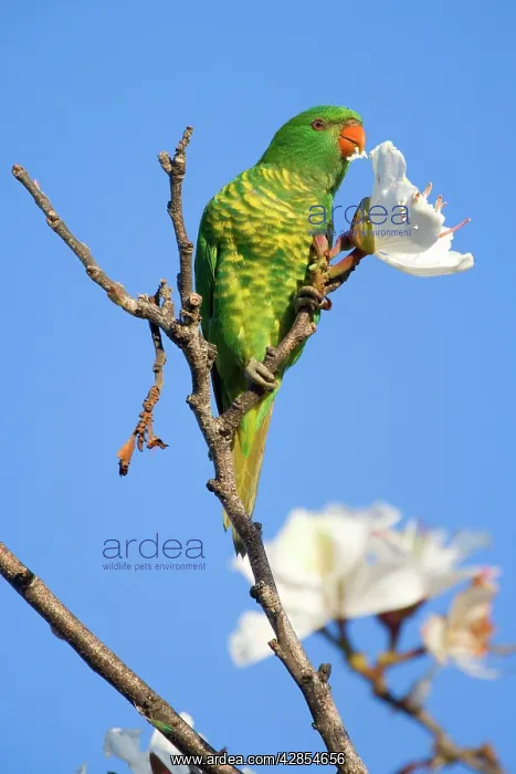 : Scaly-breasted Lorikeet - adult sitting on the : Scaly-breasted Lorikeet - adult sitting on the