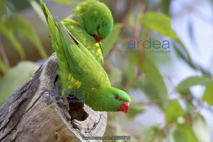  : Scaly-breasted Lorikeets