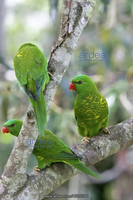 : Scaly-breasted Lorikeets : Scaly-breasted Lorikeets