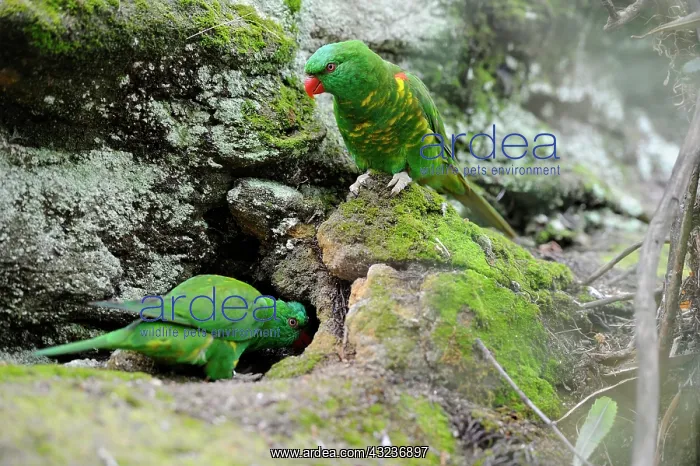 : Scaly-breasted Lorikeets (Trichoglossus chlorolepidotus) : Scaly-breasted Lorikeets (Trichoglossus chlorolepidotus)