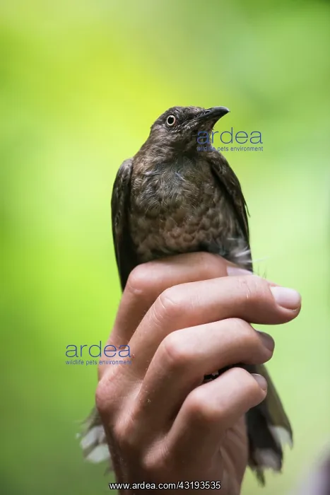 : Scaly-breasted Thrasher (Allenia fusca) were caught : Scaly-breasted Thrasher (Allenia fusca) were caught