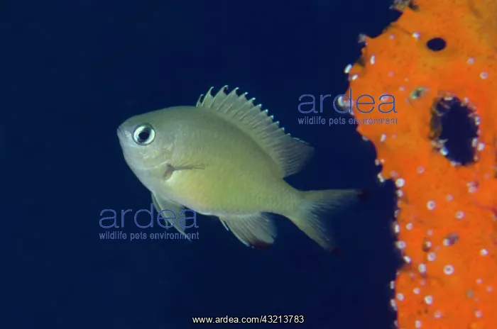 : Scaly Chromis (Chromis lepidolepis), Napolean Reef : Scaly Chromis (Chromis lepidolepis), Napolean Reef