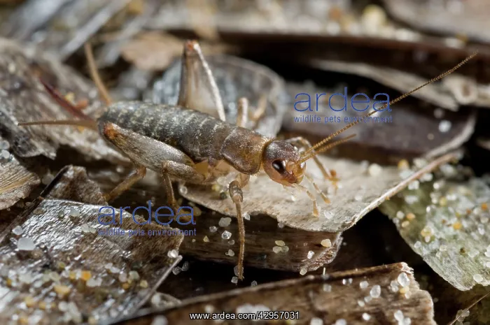 : Scaly Cricket on beached sea grass (Posidonia) : Scaly Cricket on beached sea grass (Posidonia)