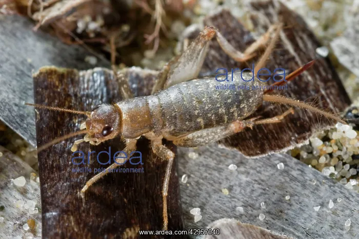 : Scaly Cricket on beached sea grass (Posidonia) : Scaly Cricket on beached sea grass (Posidonia)